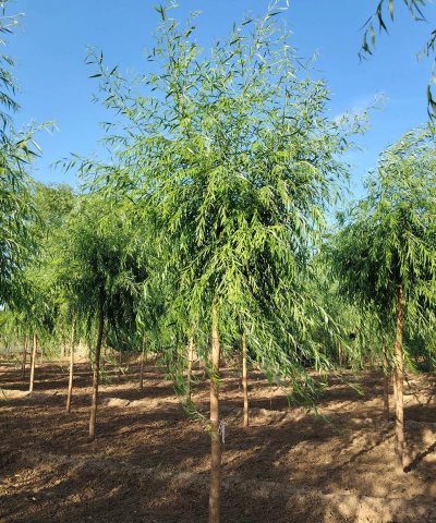 树苗垂柳15什么价位