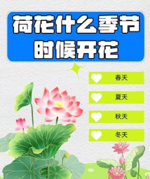 荷花是什么节日开花