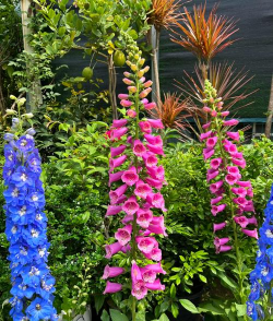 毛地黄花谢后如何剪枝