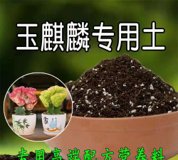 家庭养花用生根粉