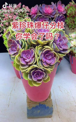 家庭养花用生根粉