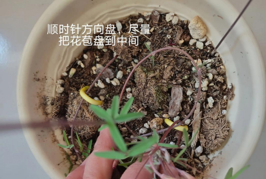 家庭养花用生根粉