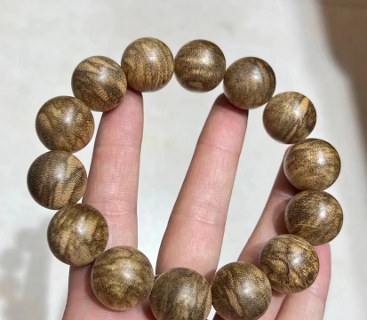 沉香种什么品种好