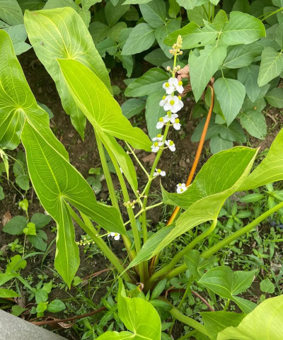 家庭养花用生根粉