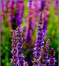 鼠尾草花型像什么