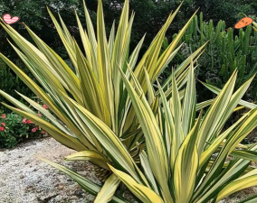 中斑万年麻栽培技术 中斑万年麻栽培技术