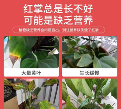 家庭养花用生根粉