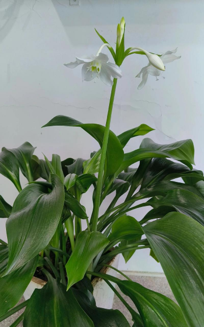 南美水仙怎么种