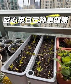 阳台怎么种菜心