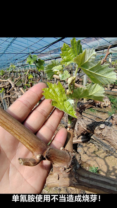 阳光玫瑰葡萄培养花芽