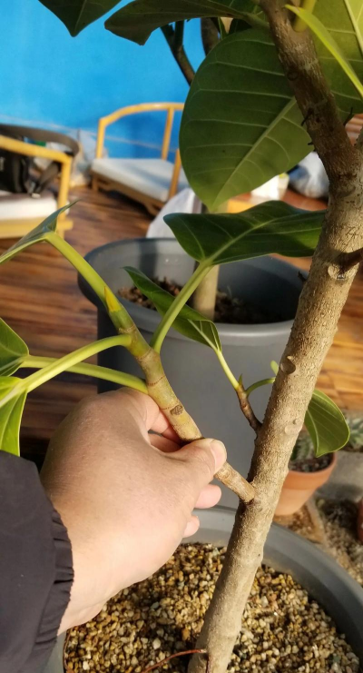 家庭养花用生根粉