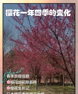 中国樱花什么季节开花