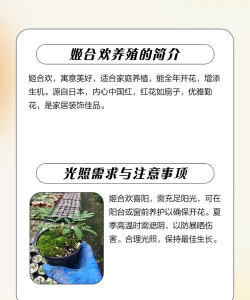 合欢盆景怎么种