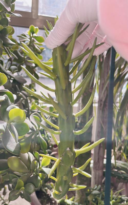 花棒将军像什么