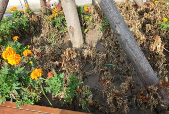 家庭养花用生根粉