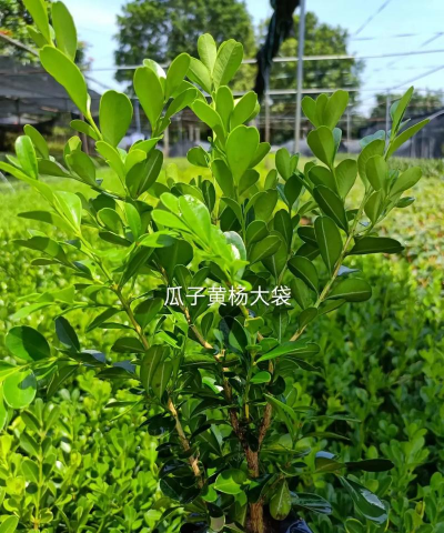 广西黄杨是什么品种