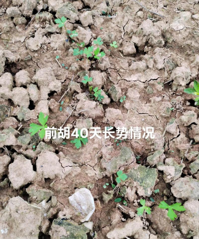 前胡苗怎么移栽