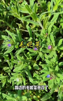 田紫草别名是什么