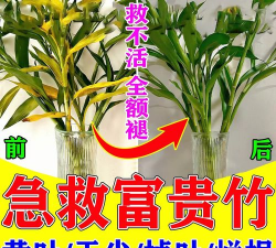 家庭养花用生根粉