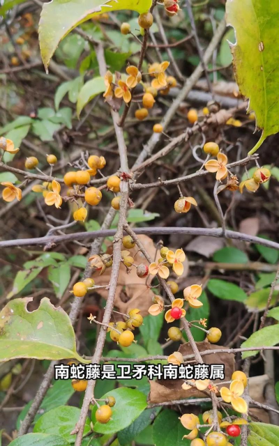 刺叶南蛇藤