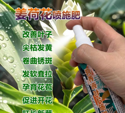 姜荷花浇什么肥