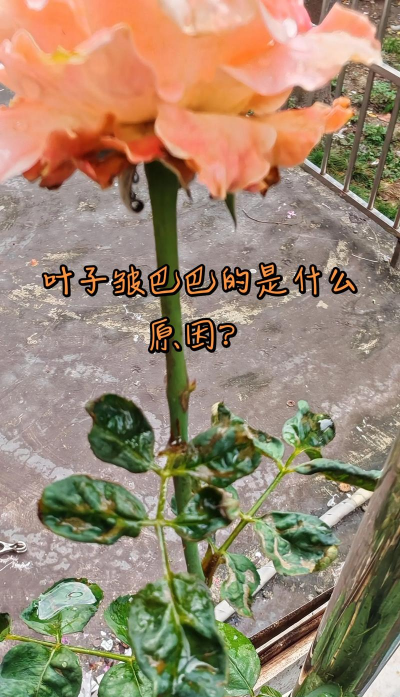 叶子皱了是什么