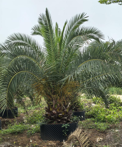 海枣树配什么树