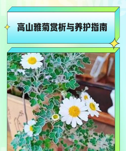 悬崖菊怎么养