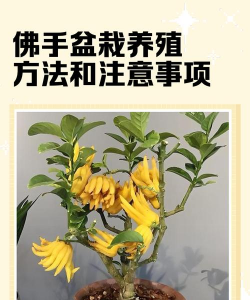 盆景佛手怎么养殖