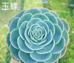 广东怎么种玉蝶