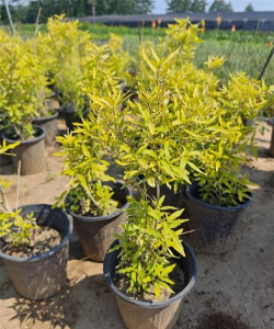 金叶莸的养护管理技术 金叶莸的养护管理技术