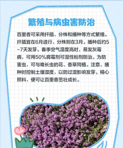 百里香如何播种