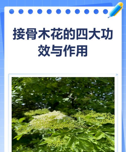 接骨木花露如何做