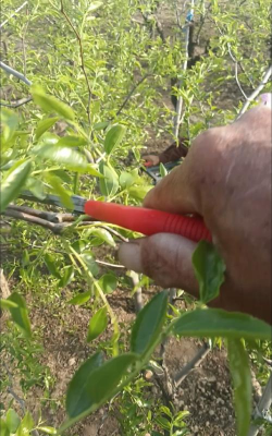 怎么清除枣树幼苗