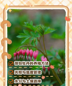 荷包牡丹怎么播种