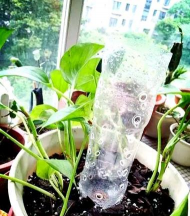 家庭养花用生根粉