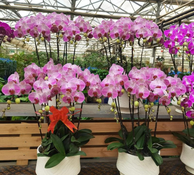 陈寨花卉有什么