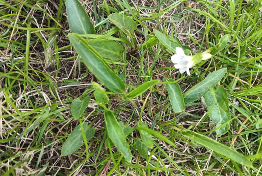 白花地丁又叫什么