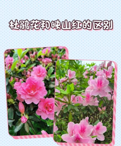 什么花跟杜鹃相似