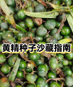 黄精种子如何进行沙藏