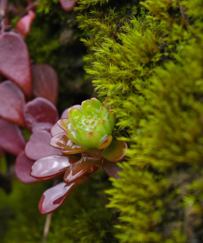 凹叶景天什么属