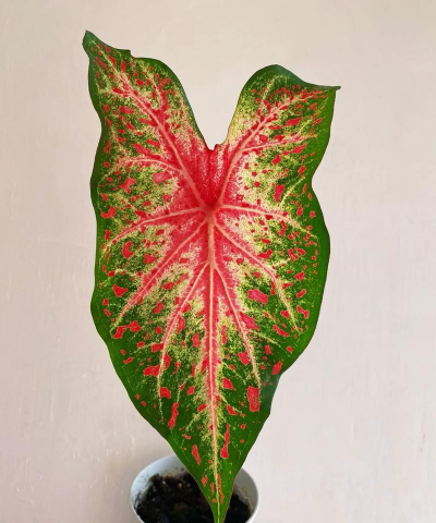 彩叶芋块茎如何种植