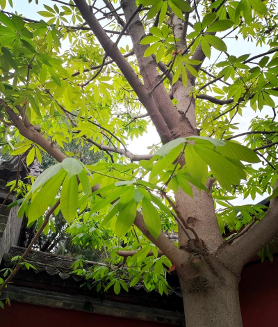 七叶树如何定植