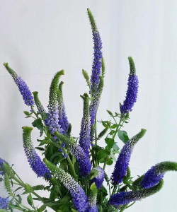 鼠尾草搭什么花好