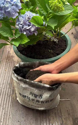 家庭养花用生根粉