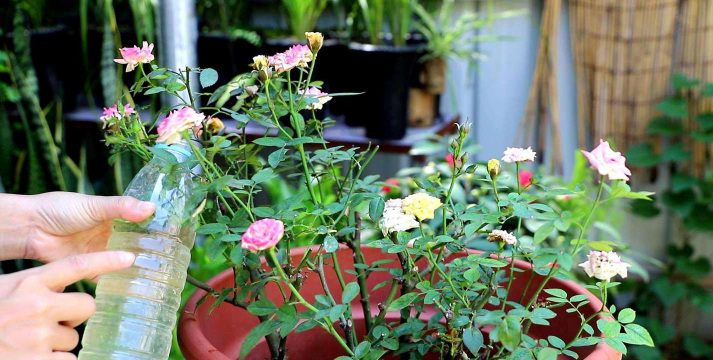 家庭养花用生根粉