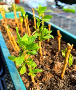 宁夏枸杞的硬枝扦插育苗 宁夏枸杞的硬枝扦插育苗