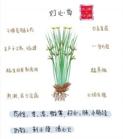 家里如何种植灯心草