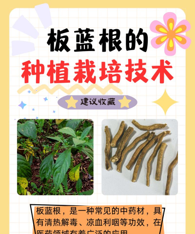 板蓝根栽培管理技术