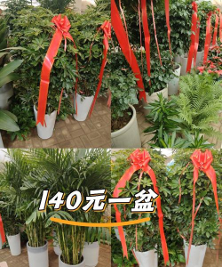 金钱树什么价格多少